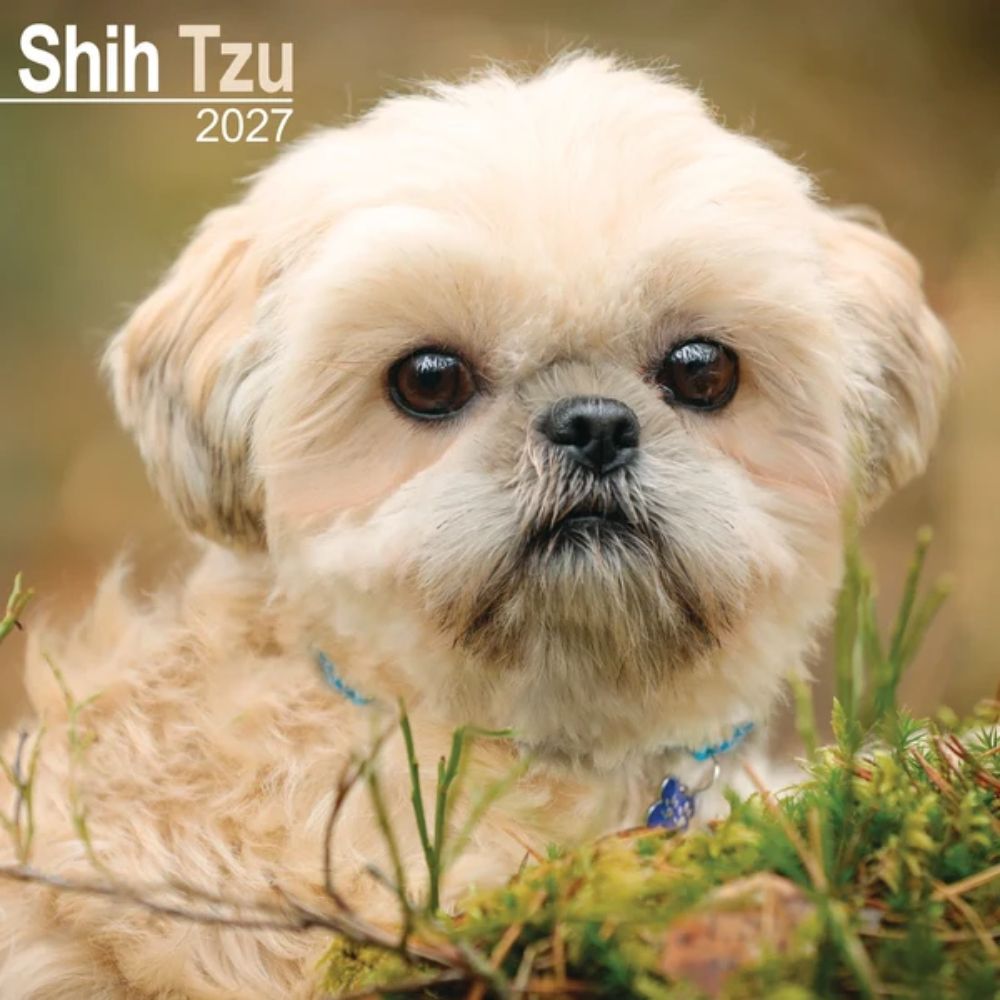 Otter House Shih Tzu Wall Calendar 2027