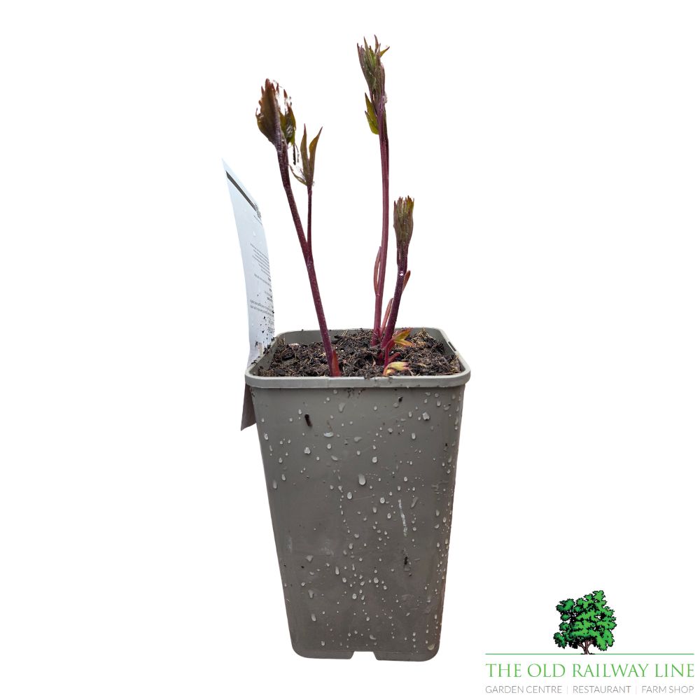 Paeonia lactiflora 'Bowl of Love' - Peony Plant - 3.5Ltr Pot