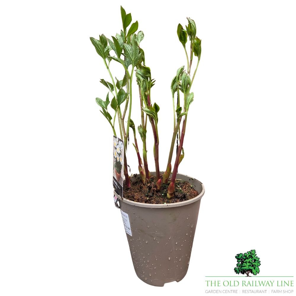 Paeonia lactiflora 'Dublin' - Patio Peony Plant - 3Ltr Pot - Old Railway Line Garden Centre