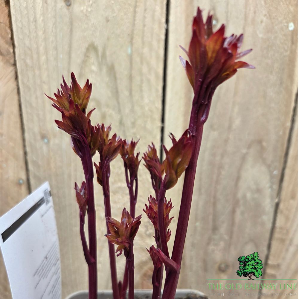 Paeonia lactiflora 'Karl Rosenfield' - Peony Plant - 3.5Ltr Pot