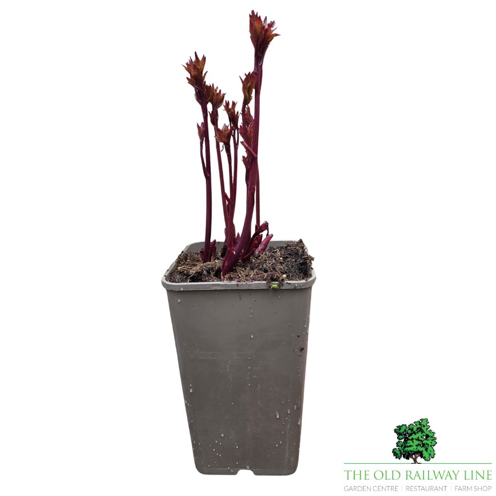 Paeonia lactiflora 'Karl Rosenfield' - Peony Plant - 3.5Ltr Pot
