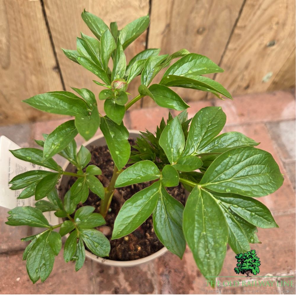 Paeonia lactiflora 'Kiev' - Patio Peony Plant - 3Ltr Pot - Old Railway Line Garden Centre