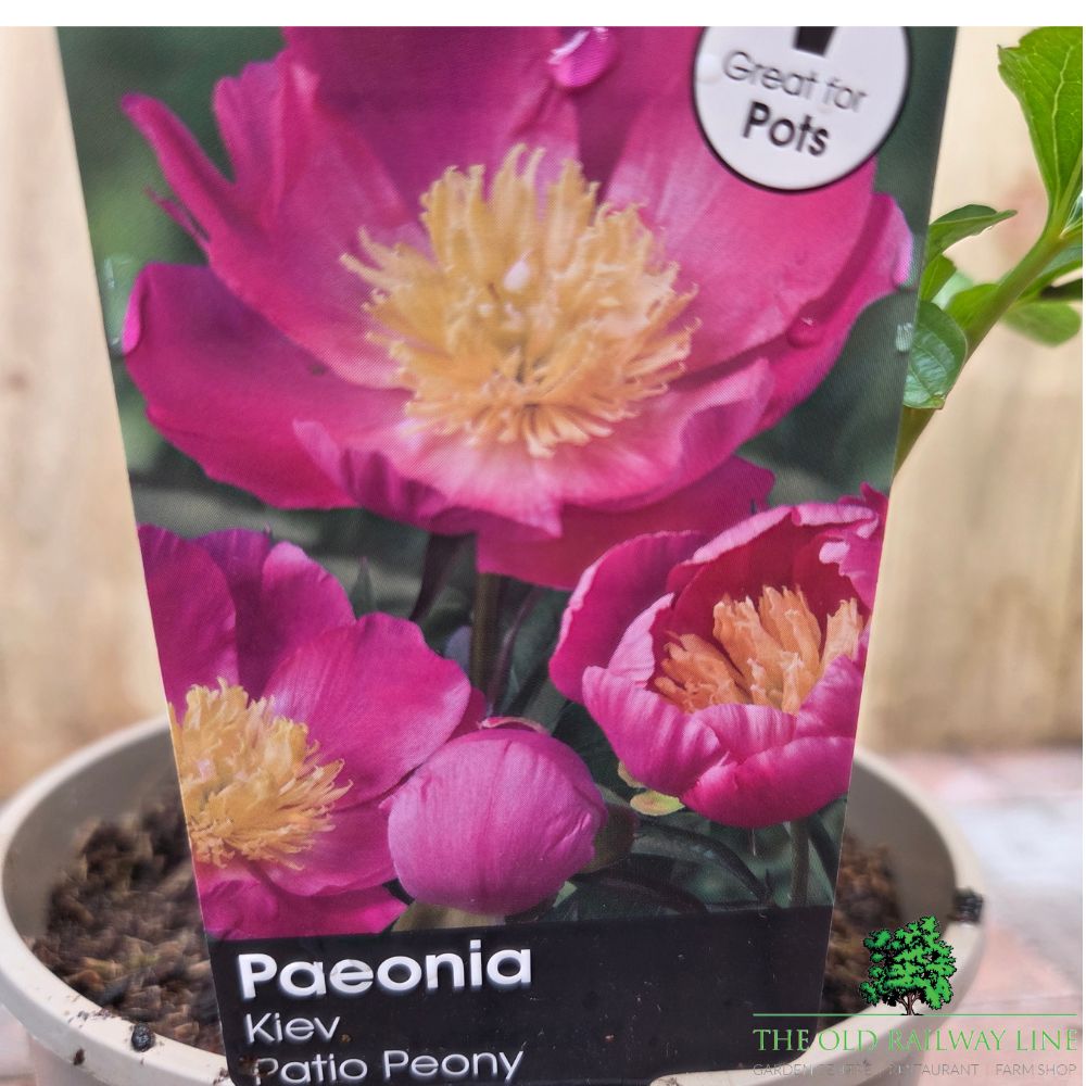 Paeonia lactiflora 'Kiev' - Patio Peony Plant - 3Ltr Pot - Old Railway Line Garden Centre
