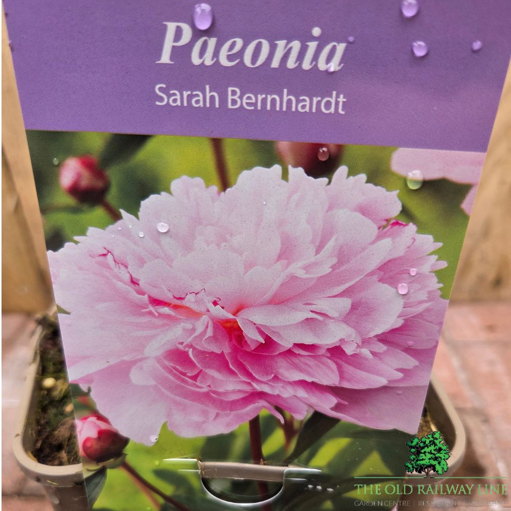 Paeonia lactiflora 'Sarah Bernhardt' - Peony Plant - 3.5Ltr Pot