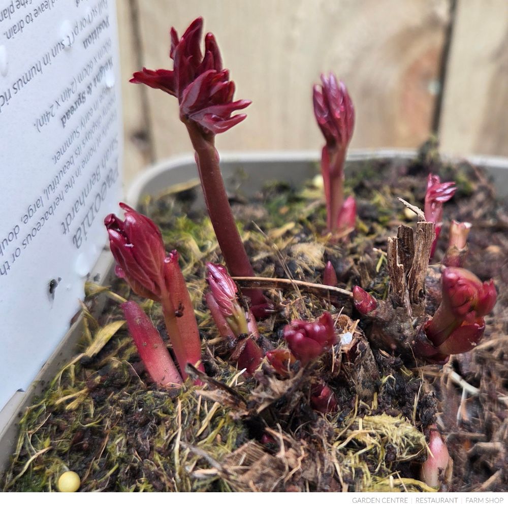 Paeonia lactiflora 'Sarah Bernhardt' - Peony Plant - 3.5Ltr Pot