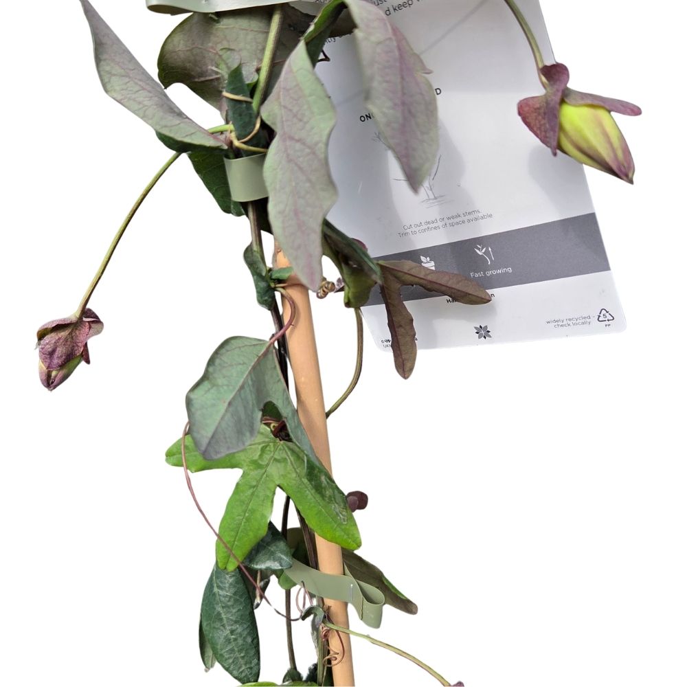 Passiflora 'Lavender Lady' Passion Flower - Climber Plant - 3Ltr Pot