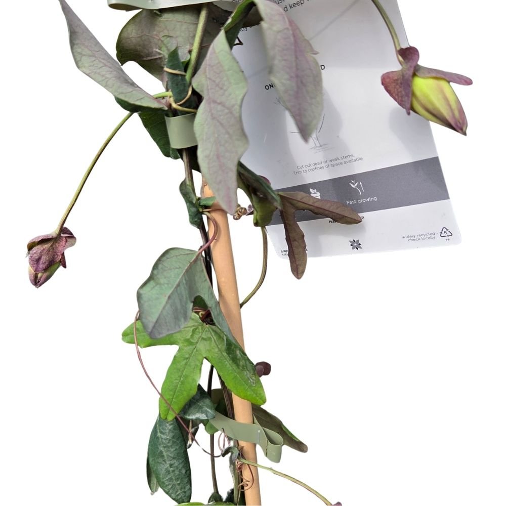 Passiflora 'Lavender Lady' Passion Flower - Climber Plant - 3Ltr Pot - Old Railway Line Garden Centre