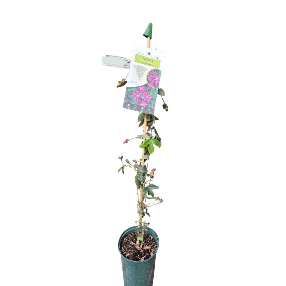 Passiflora 'Lavender Lady' Passion Flower - Climber Plant - 3Ltr Pot - Old Railway Line Garden Centre