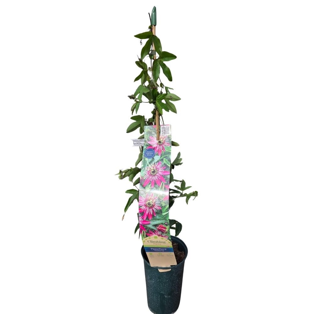 Passiflora violacea 'Victoria' Climber Plant- 3Ltr Pot - Old Railway Line Garden Centre