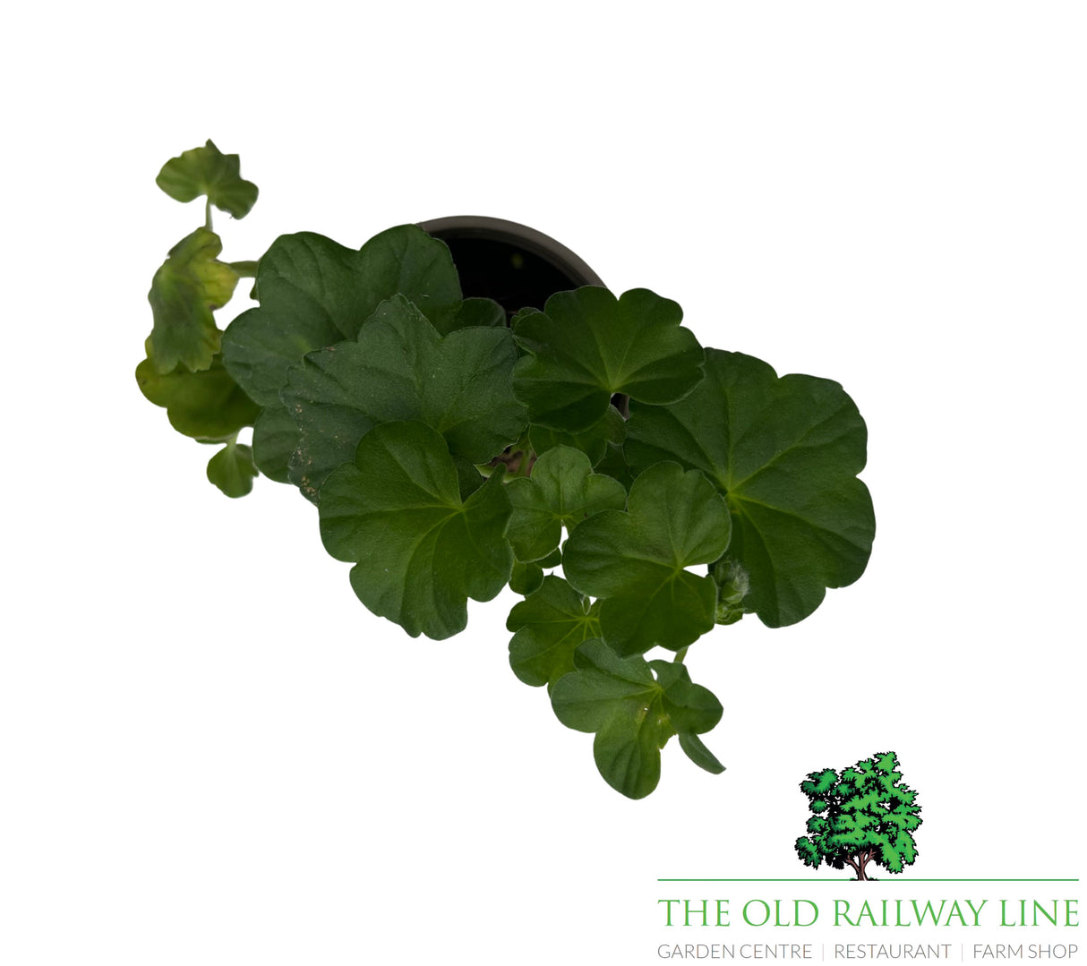 Geranium 'Trailing Red' 9cm Pot