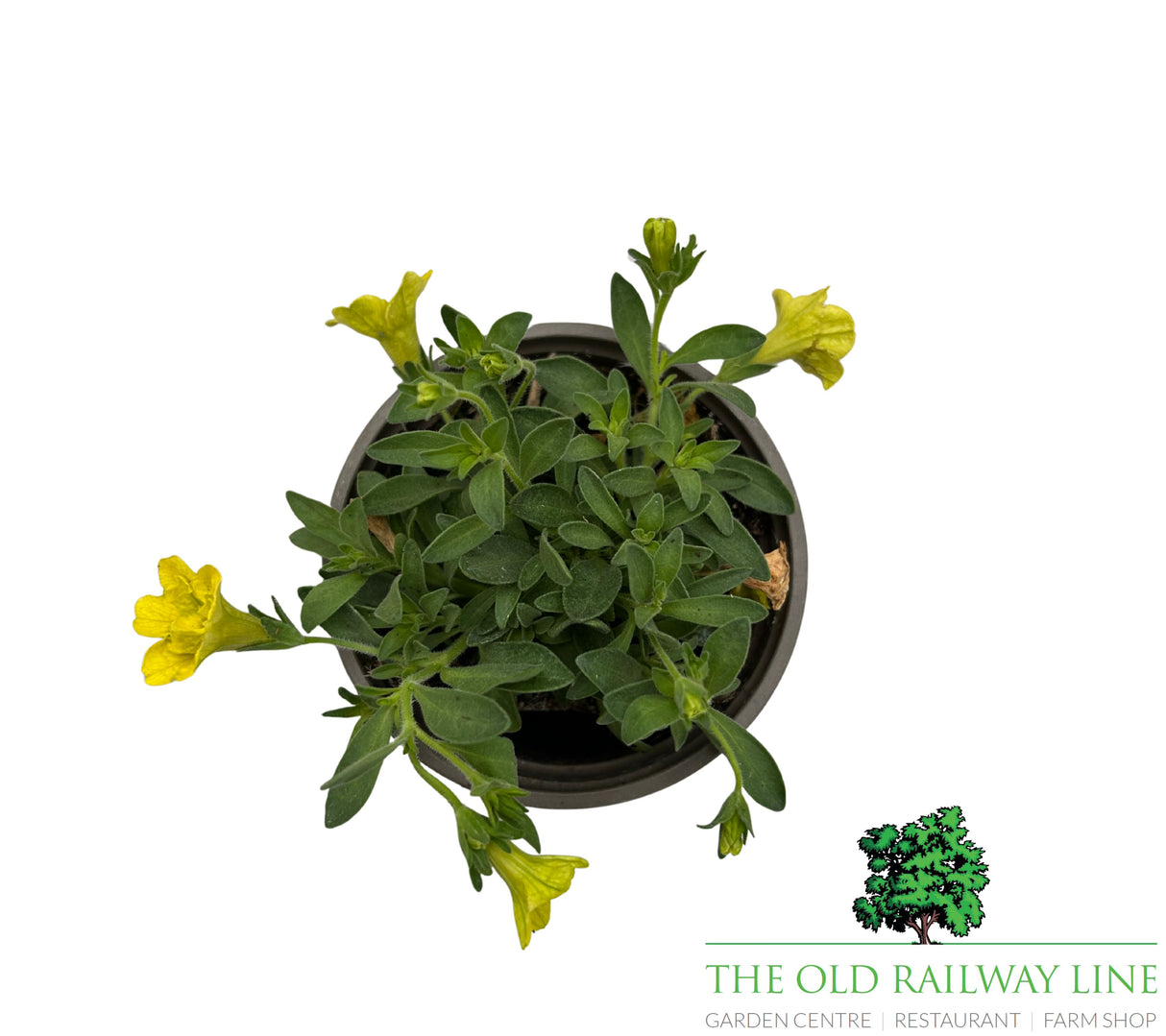 Petunia 'Mini Trailing Deep Yellow' 9cm Pot