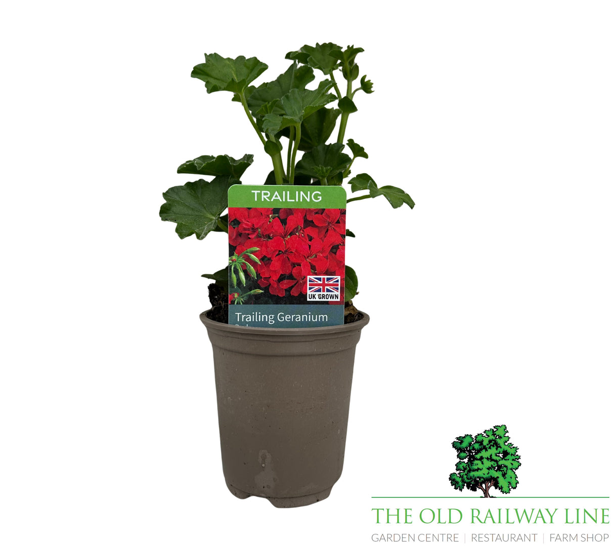 Geranium 'Trailing Red' 9cm Pot