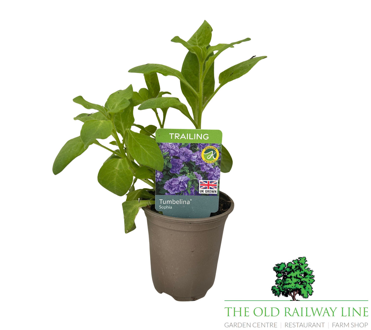 Petunia 'Trailing Double Tumbelina Sophia' 9cm Pot