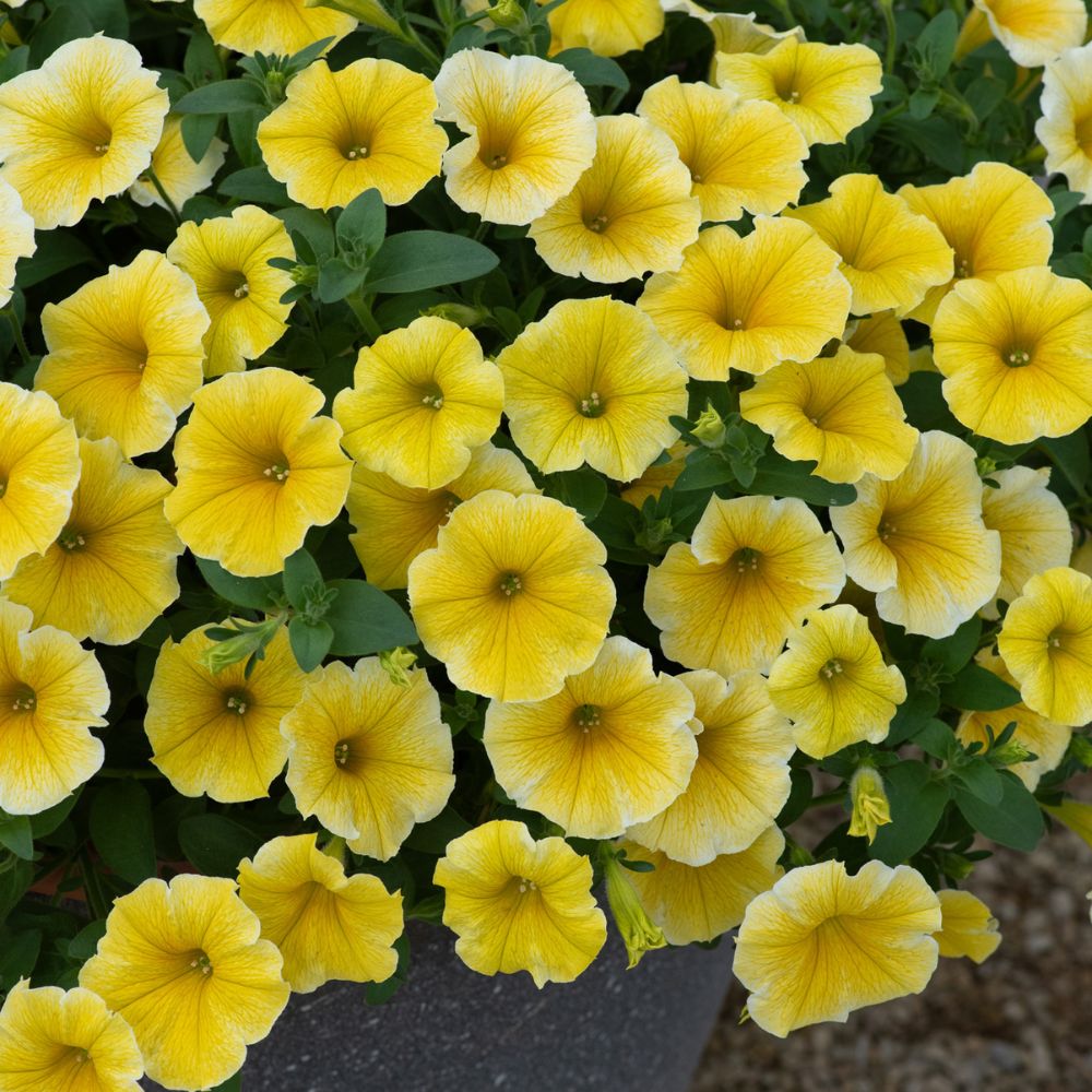 Petunia Bee's Knees Bedding Plug Plant