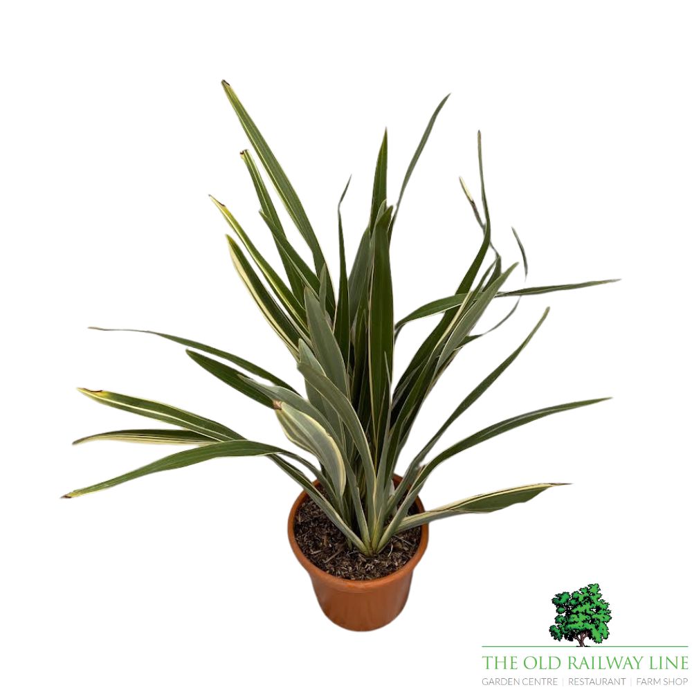 Phormium Tenex Plant - 15Ltr Pot