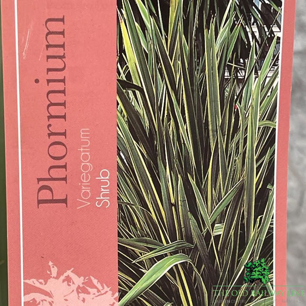 Phormium Tenex Plant - 15Ltr Pot