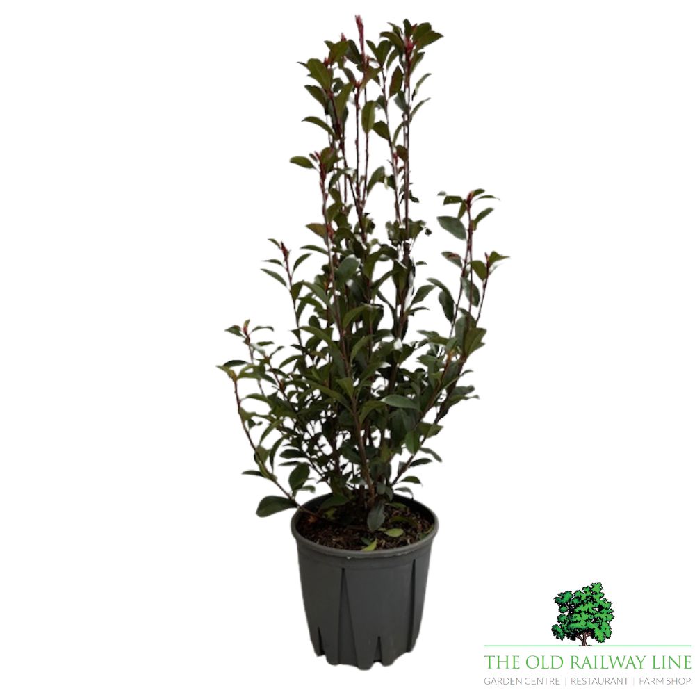 Photinia Fraseri Carre Rouge Plant - 5ltr Pot