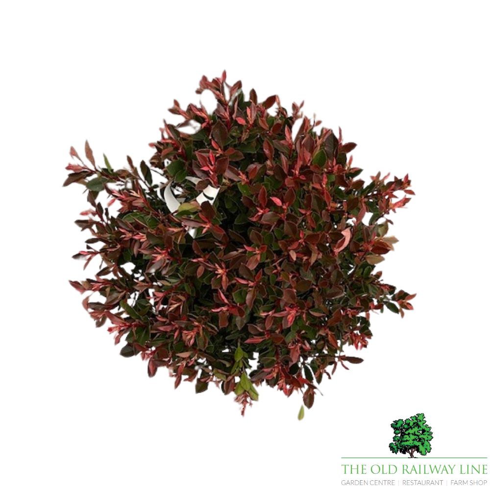 Photinia Fraseri 'Chico' Plant - 7.5Ltr Pot