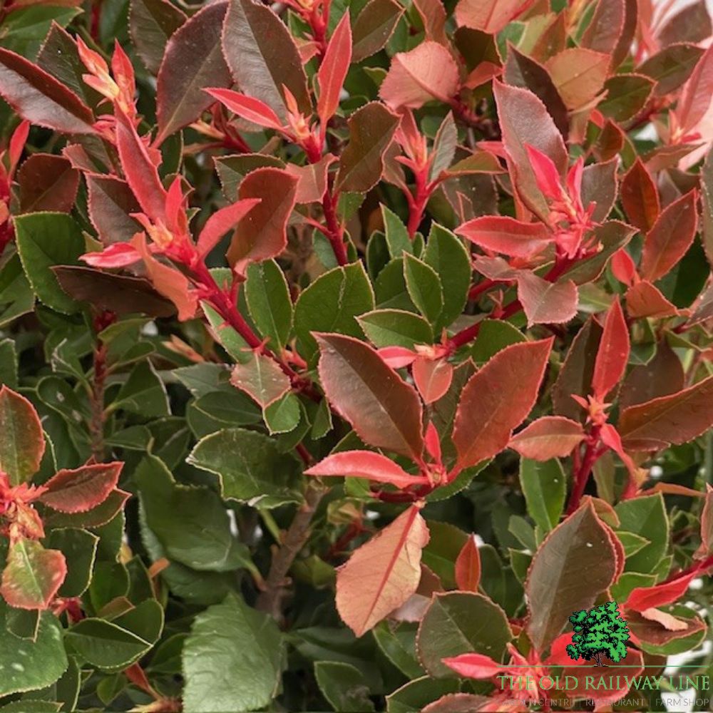 Photinia Fraseri 'Chico' Plant - 7.5Ltr Pot