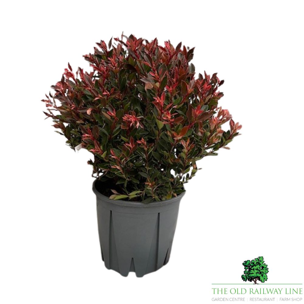 Photinia Fraseri 'Chico' Plant - 7.5Ltr Pot