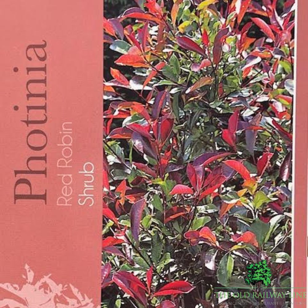 Photinia Fraseri 'Red Robin' Bush - 3Ltr Pot