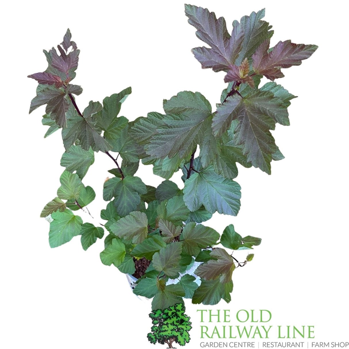 Physocarpus Magic Ball Plant - 3Ltr Pot