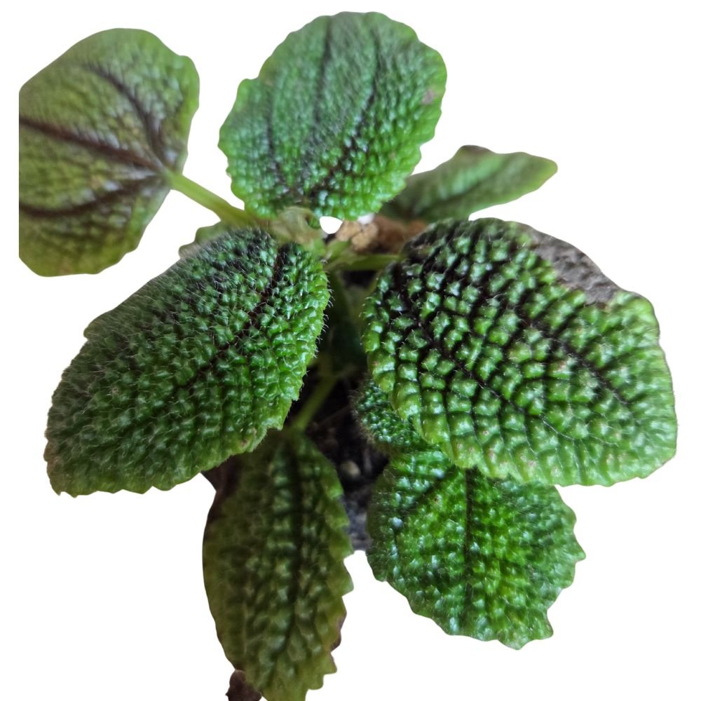 Pilea 7cm - Mixed - Houseplant - (Choice of 3) - Old Railway Line Garden Centre