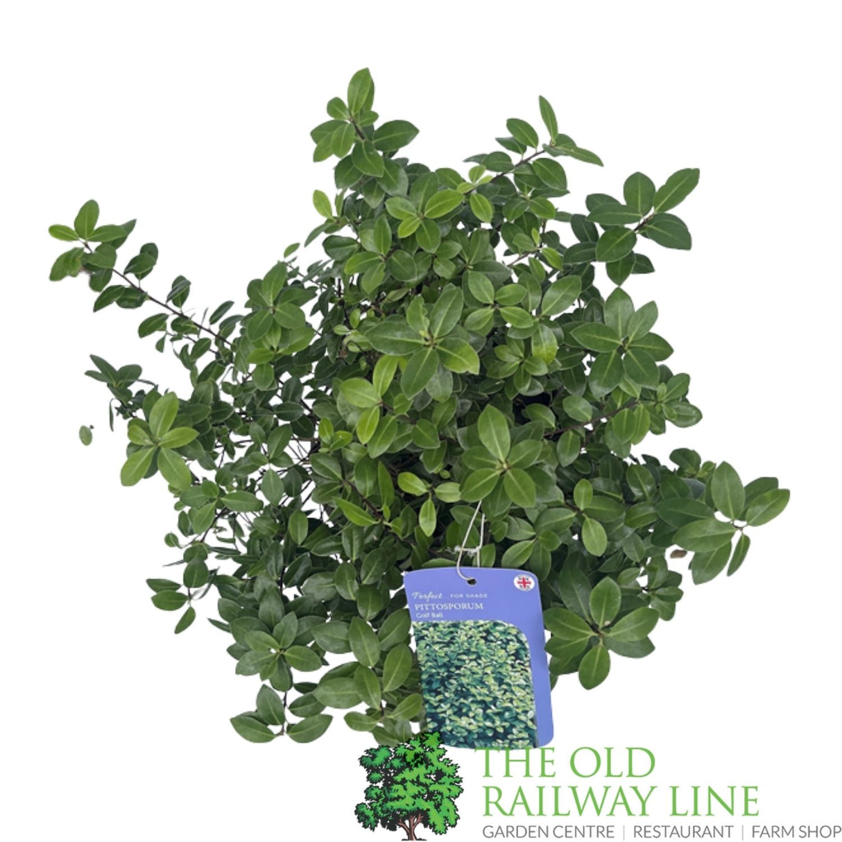 Pittosporum Tenuifolium 'Golf Ball' Plant 3Ltr Pot