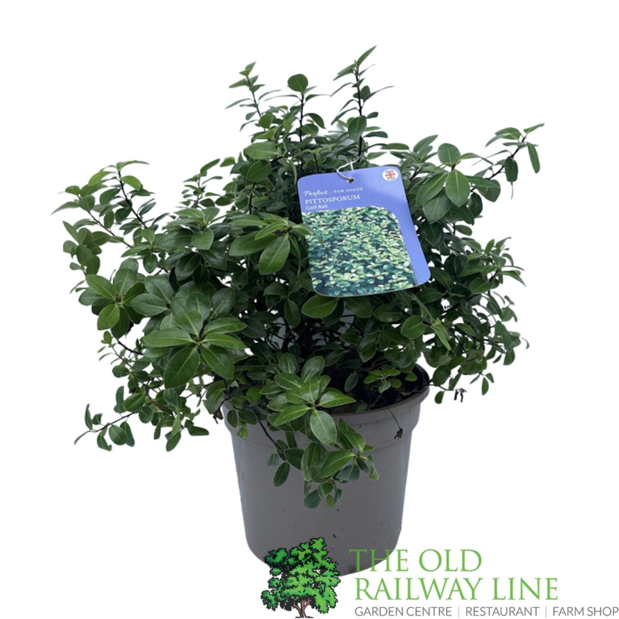 Pittosporum Tenuifolium 'Golf Ball' Plant 3Ltr Pot