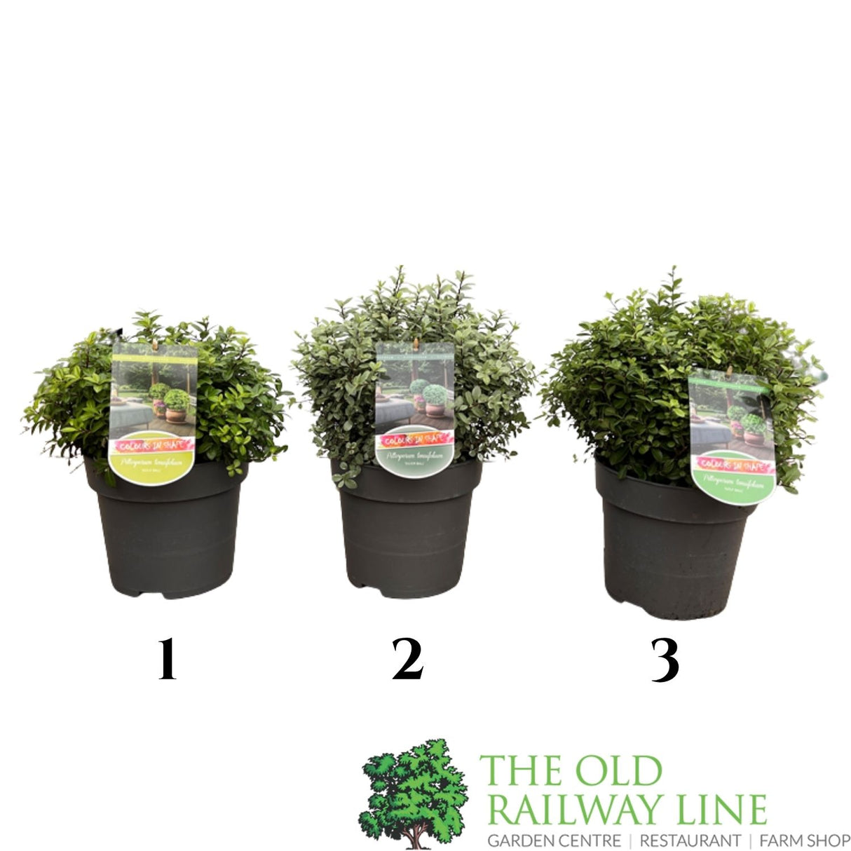 Pittosporum Tenuifolium 'Golf Ball' Plant 5 Ltr - Choice of 3