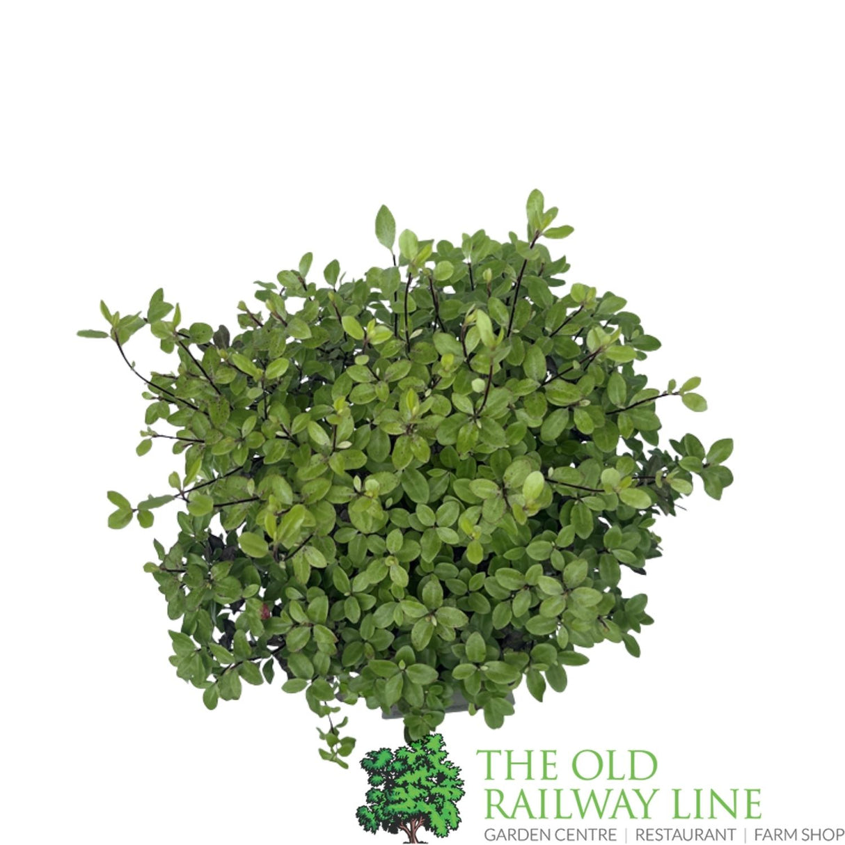 Pittosporum 'Tom Thumb' Plant 3Ltr Pot