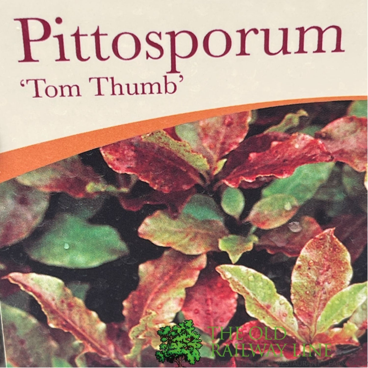 Pittosporum 'Tom Thumb' Plant 3Ltr Pot
