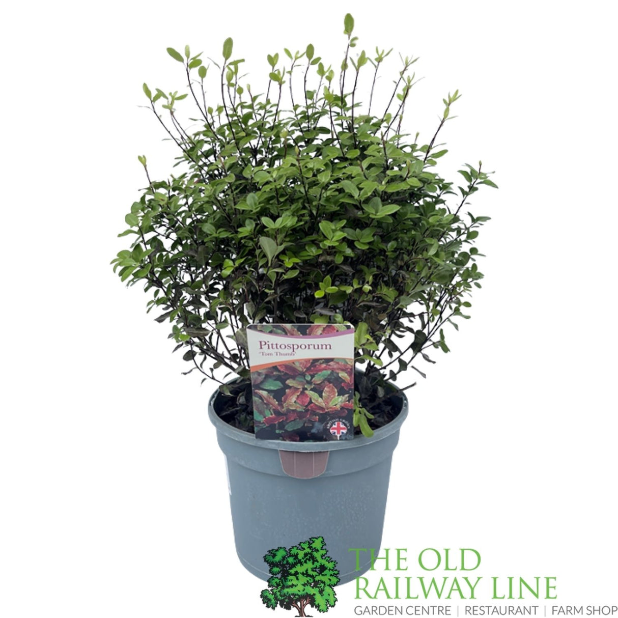 Pittosporum 'Tom Thumb' Plant 3Ltr Pot