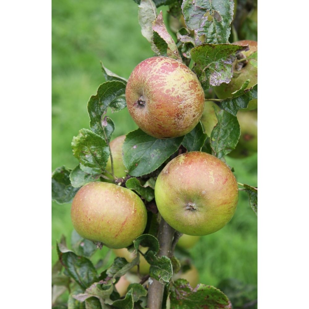 Frank P Matthews 'Pixie' Apple Fruit Tree - 12 Ltr Pot