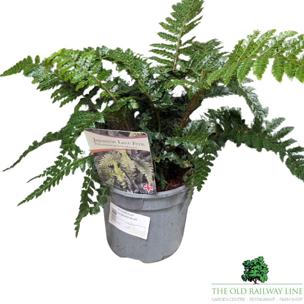 Polystichum polyblepharum Japanese Lace Fern - 2Ltr Pot - Old Railway Line Garden Centre