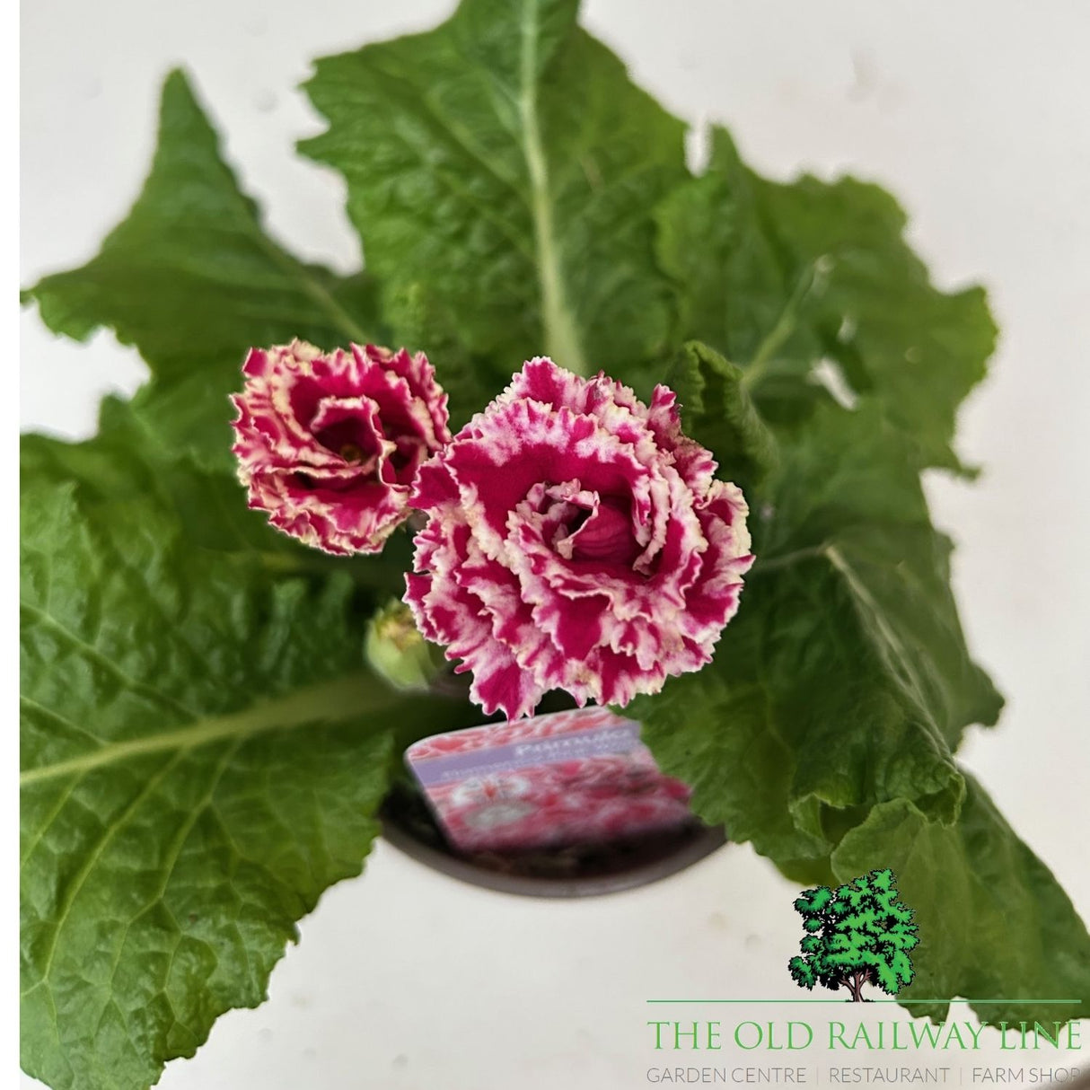Primula Flamenco Pink White Edge Plant - 1Ltr Pot