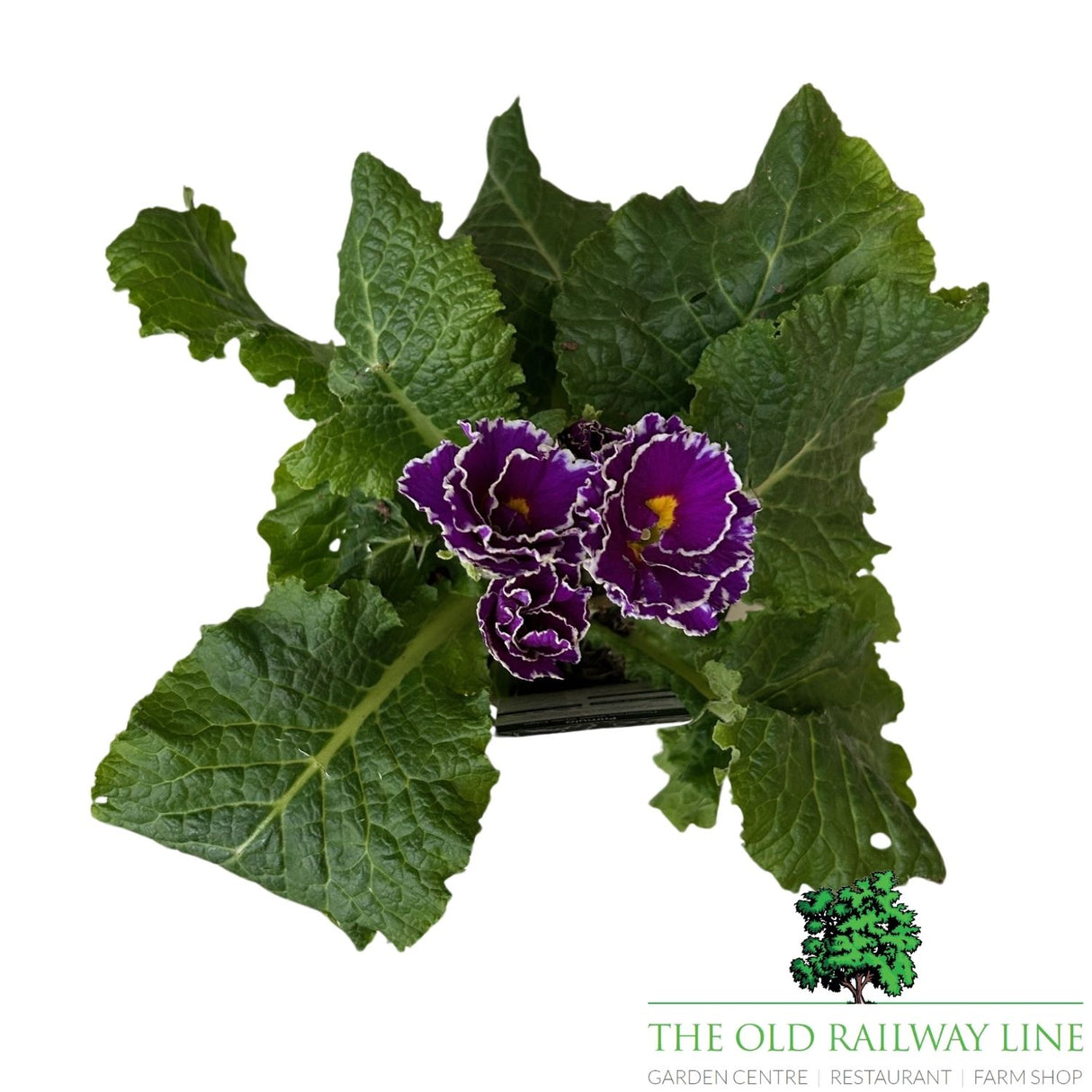 Primula Flamenco Violet White Edge Plant - 1Ltr Pot