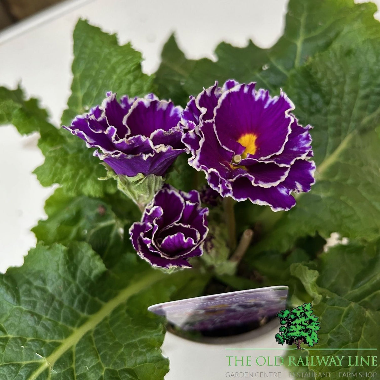 Primula Flamenco Violet White Edge Plant - 1Ltr Pot