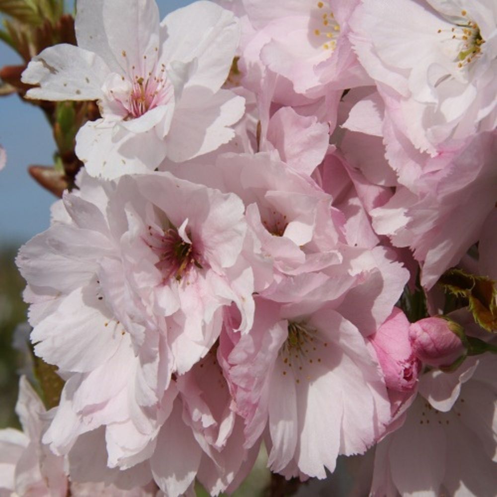 Prunus 'Amanogawa' Tree 12Ltr Pot