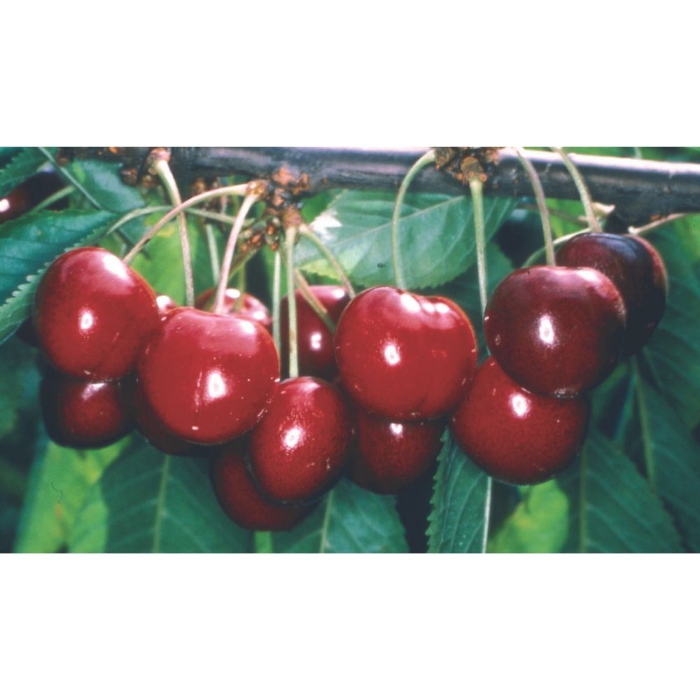 Prunus avium 'Stella' Half Standard Cherry Tree - 12Ltr Pot