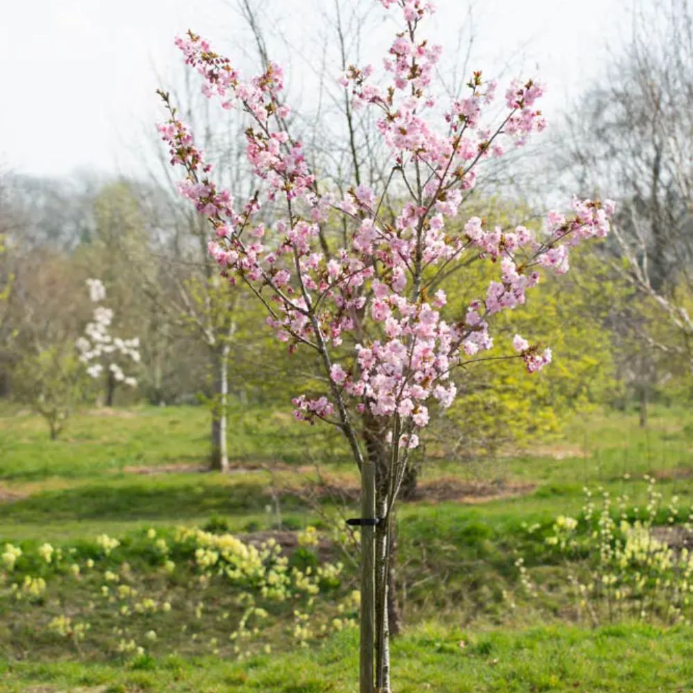Frank P Matthews Prunus ‘Beni-yutaka’ Japanese Flowering Cherry Tree - 12Ltr Pot