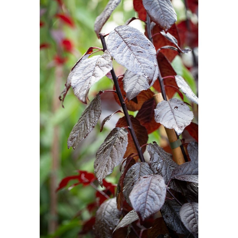 Prunus cerasifera ‘Nigra’ Tree 12Ltr Pot