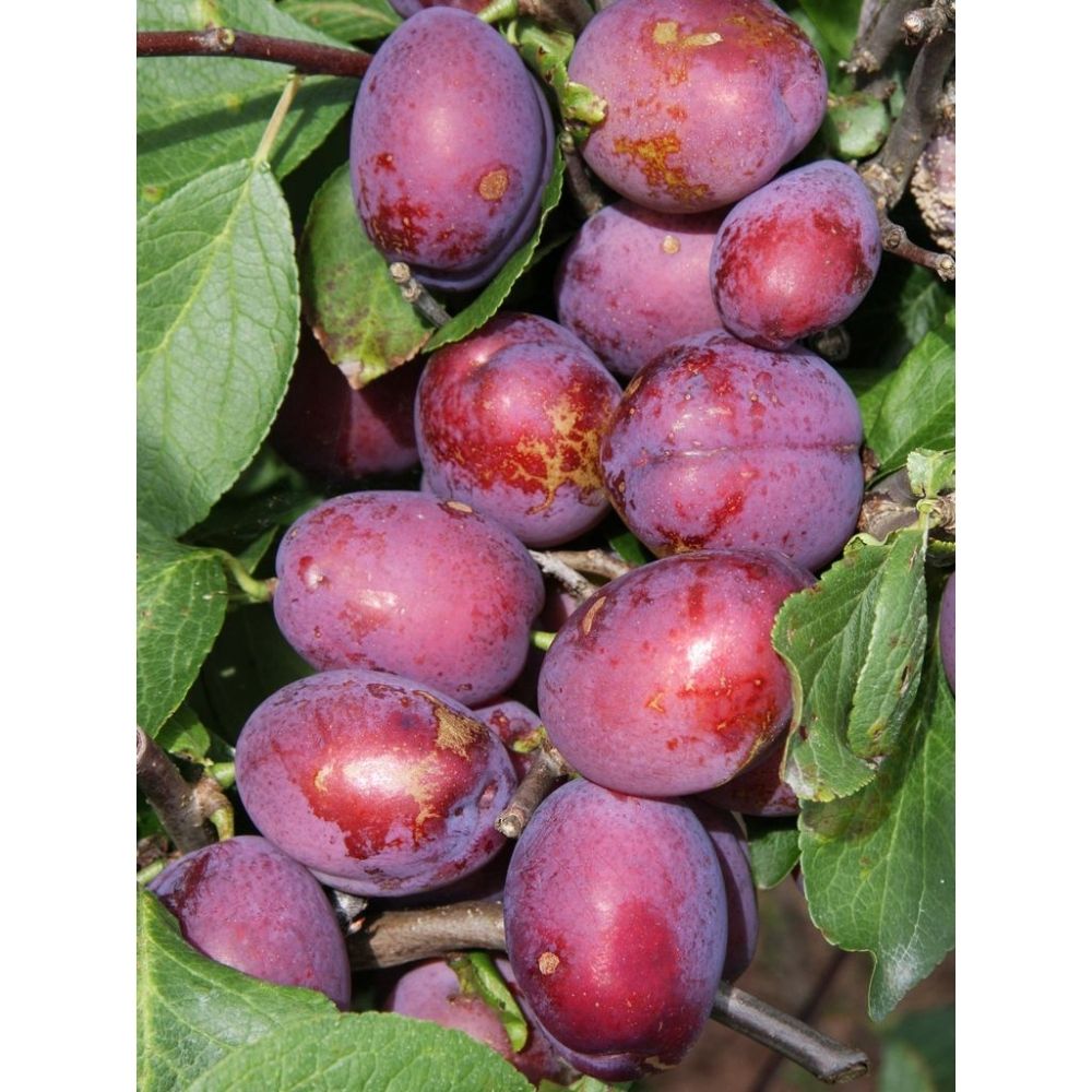 Prunus domestica 'Jubilee' Plum Tree - 12Ltr Pot