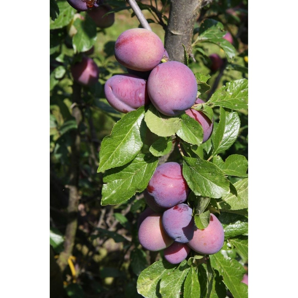 Prunus domestica 'Malling Elizabeth®' Plum Tree - 12Ltr Pot