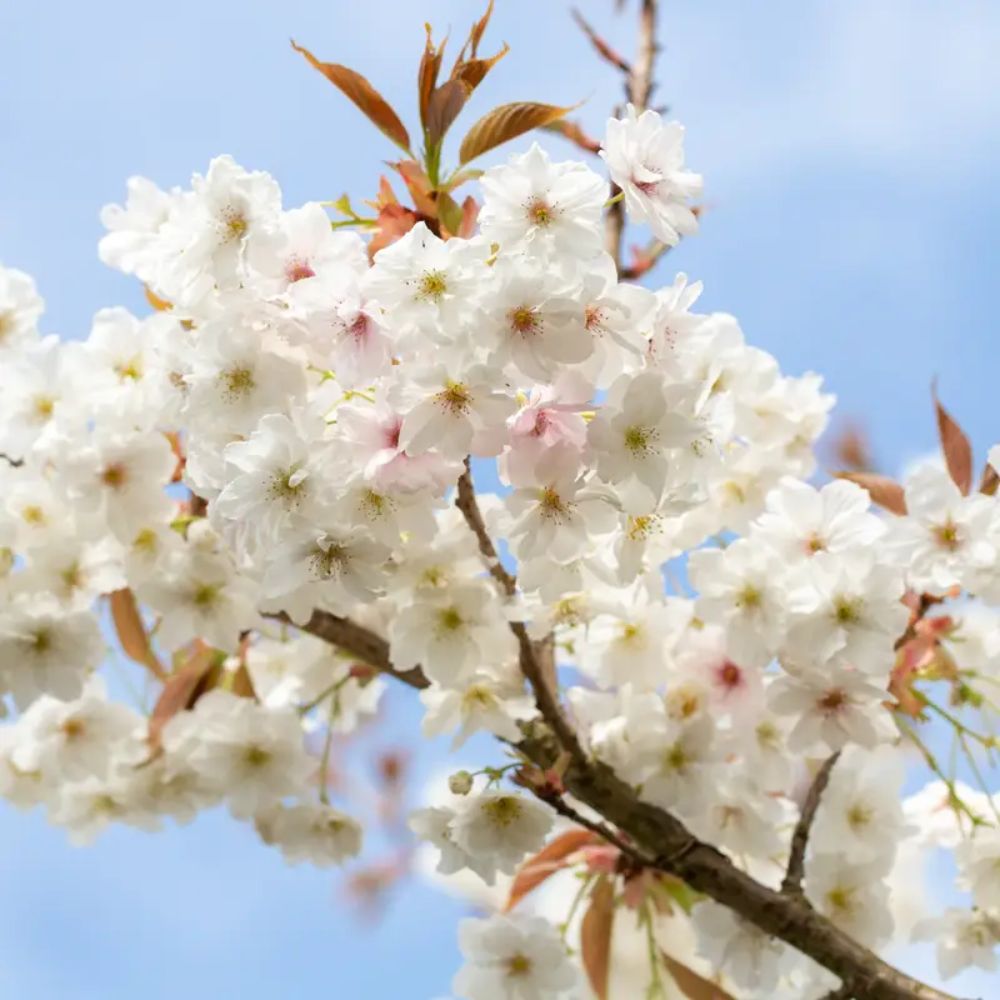 Frank P Matthews Prunus ‘Fragrant Cloud’ Japanese Flowering Cherry Tree - 12Ltr Pot