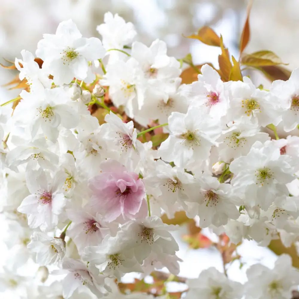 Frank P Matthews Prunus ‘Fragrant Cloud’ Japanese Flowering Cherry Tree - 12Ltr Pot