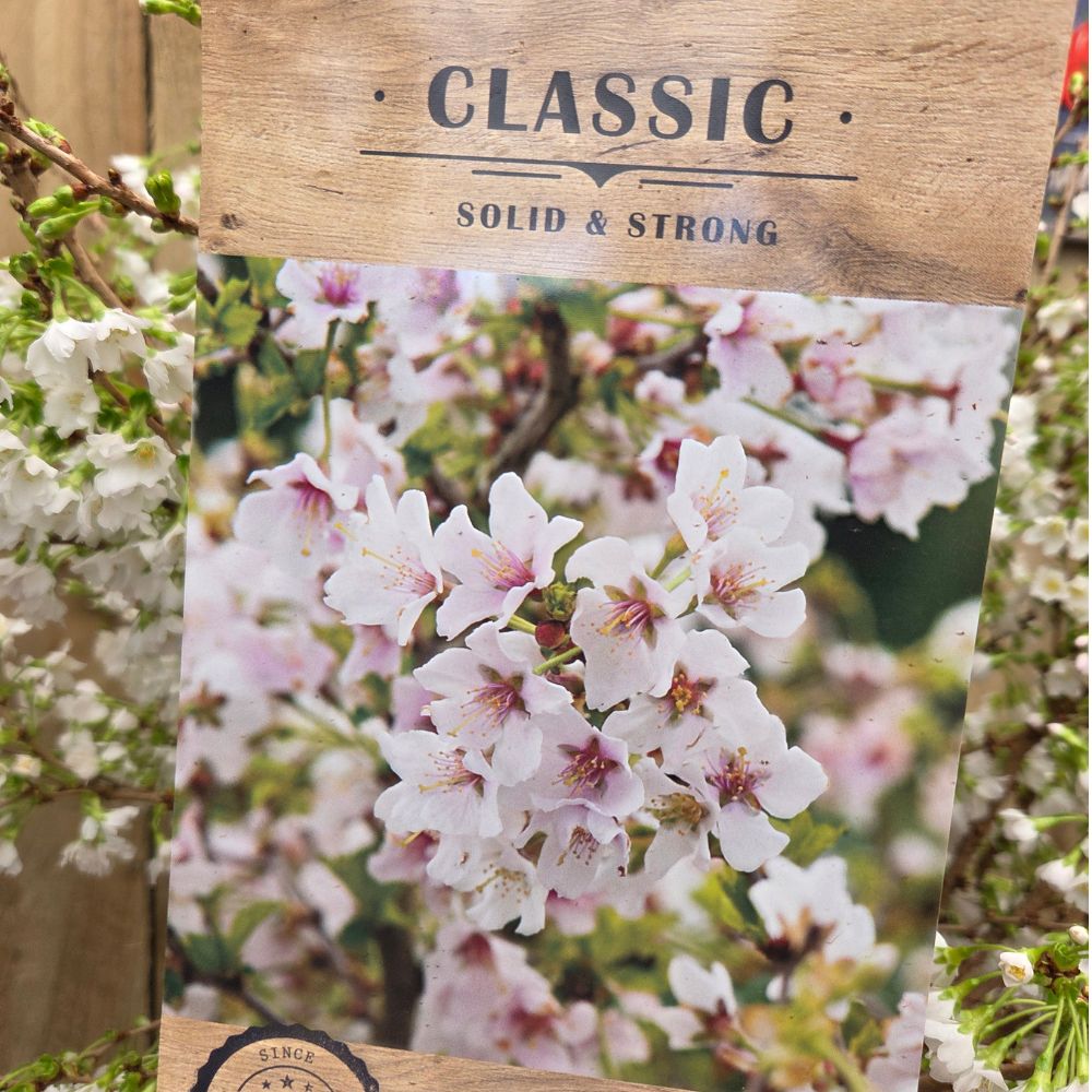 Prunus incisa 'Kojo-no-mai' - Cherry Blossom Tree - 15 Litre Pot