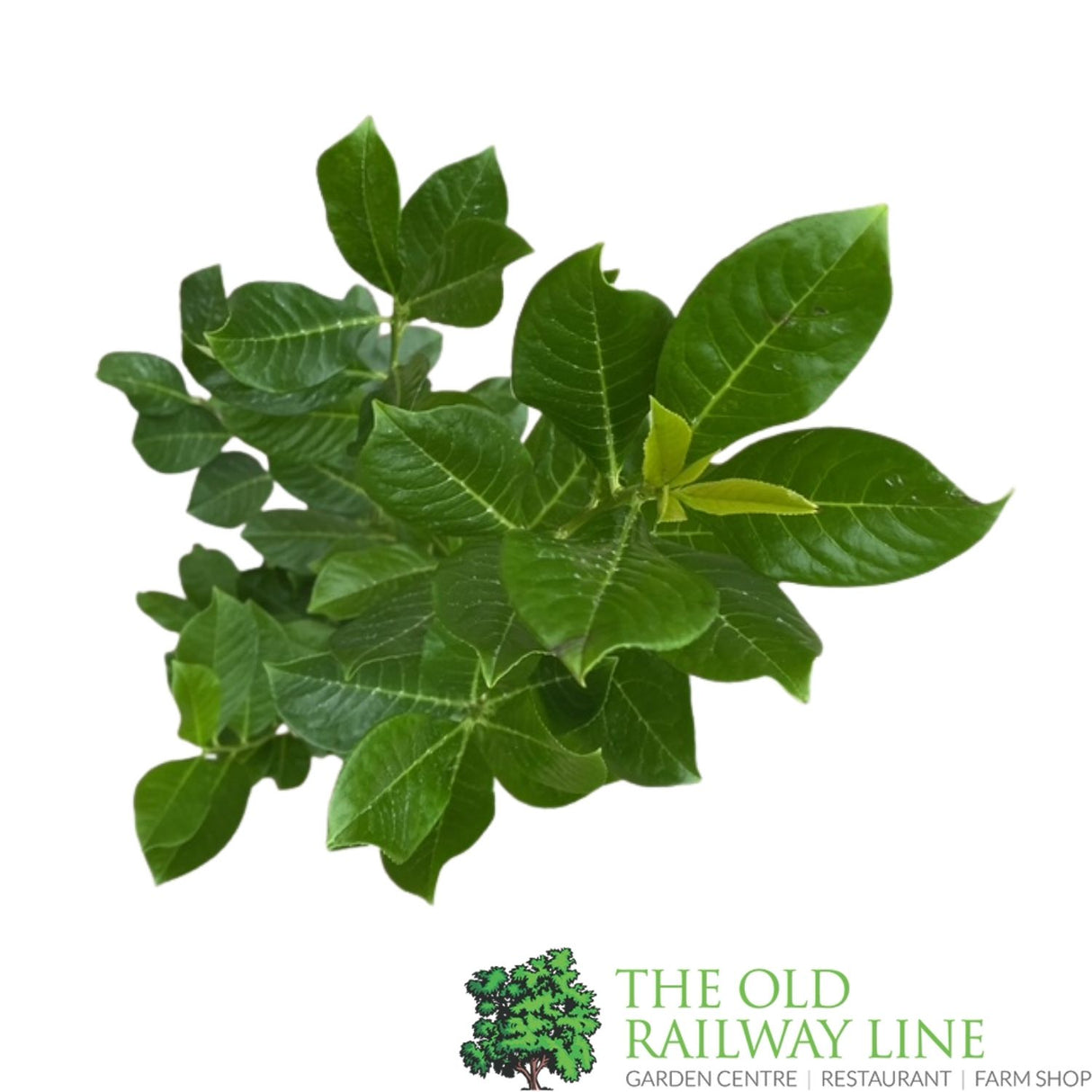 Prunus laurocerasus Rotundifolia Plant - 3Ltr Pot