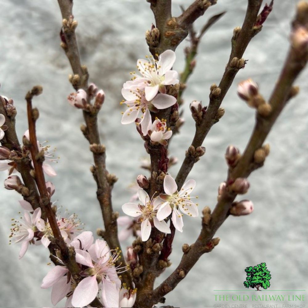 Prunus Persica 'Honey Red' Fruit Bush - 7.5Ltr Pot