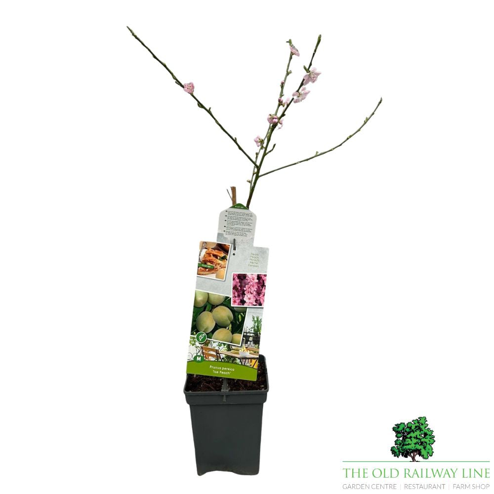 Prunus Persica 'Ice Peach' Fruit Bush - 7.5Ltr Pot